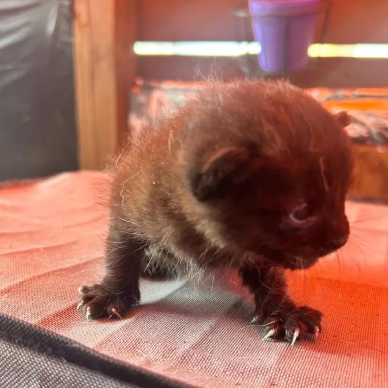 Little Bear thumbnail 5