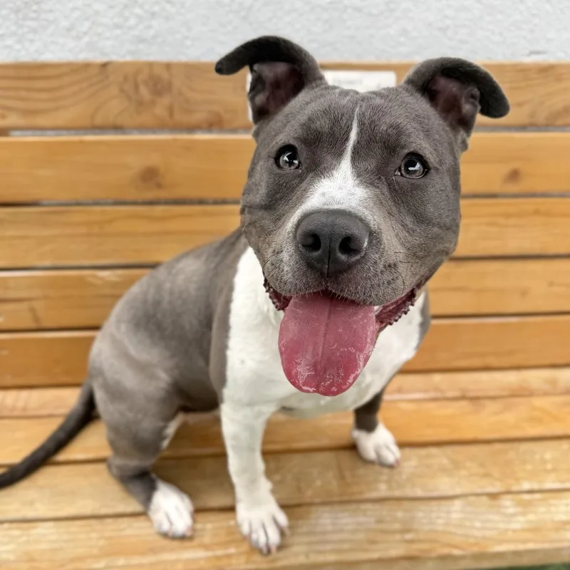 Delilah