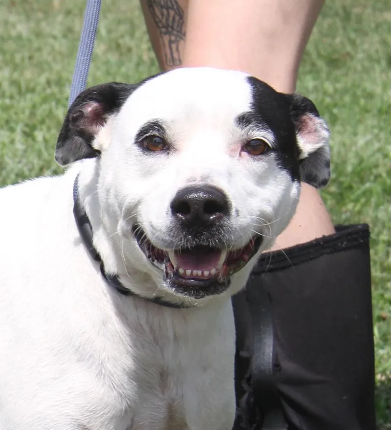 An adult medium-sized female Pit Bull Terrier dog named Tabatha for adoption in Marietta, OH