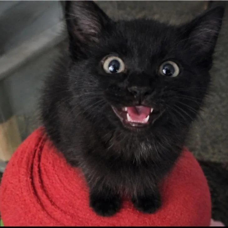 A baby small-sized male Domestic Long Hair cat named Burbank for adoption in Layton, UT