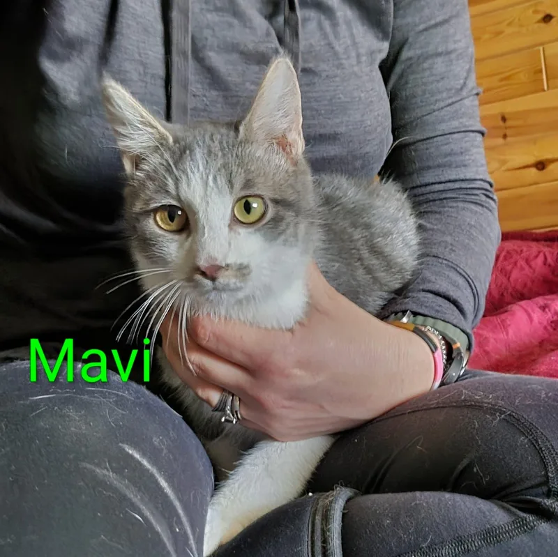 Mavi
