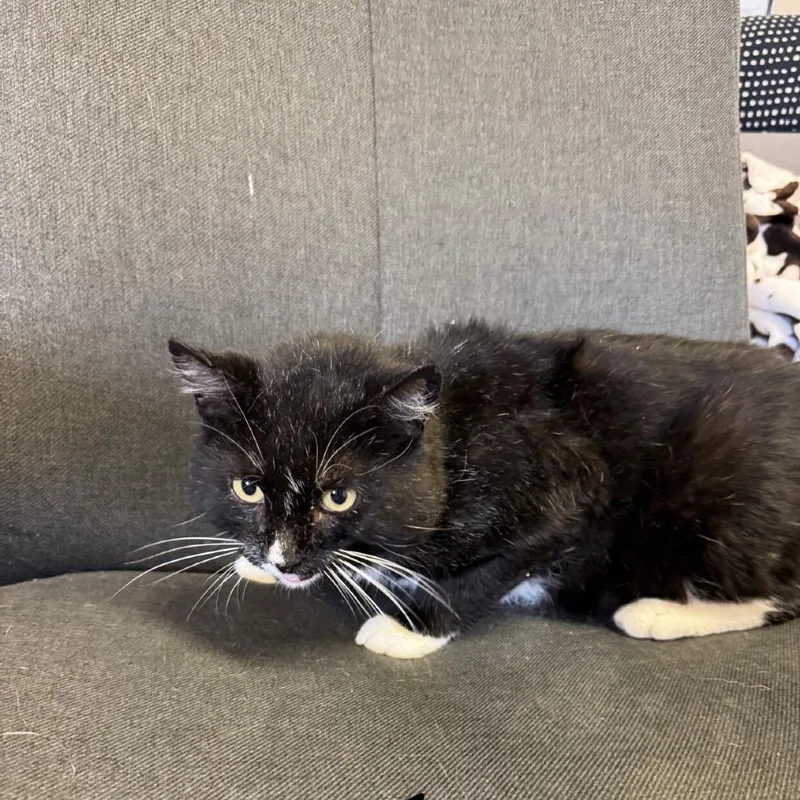 An adult medium-sized male Black Domestic Short Hair cat named Spooky for adoption in Buffalo, MN