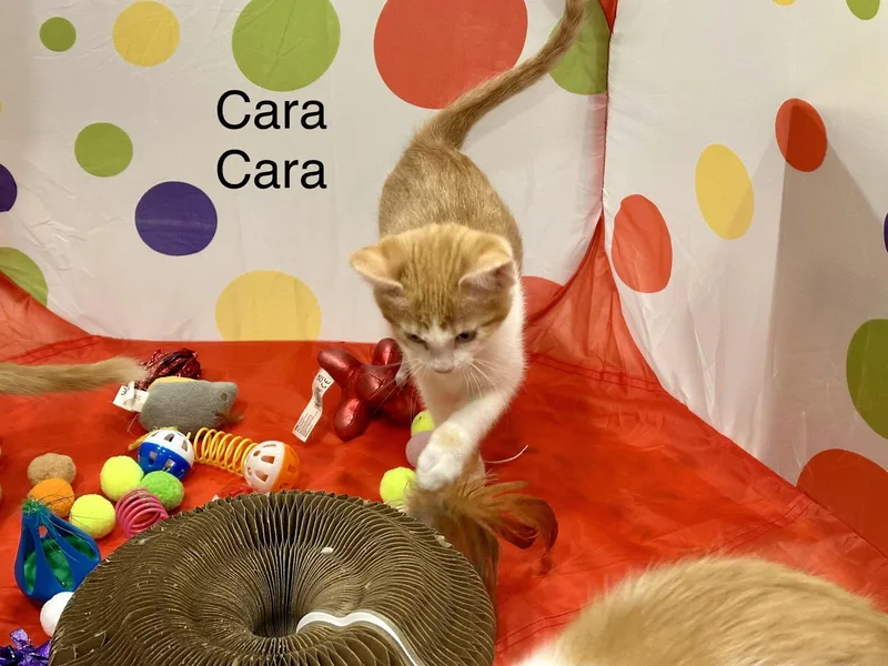 A baby small-sized female Domestic Short Hair cat named Caracara for adoption in Wasilla, AK