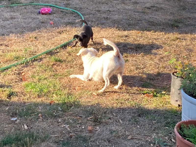 A young small-sized male Black Chihuahua dog named Cole for adoption in Alameda, CA