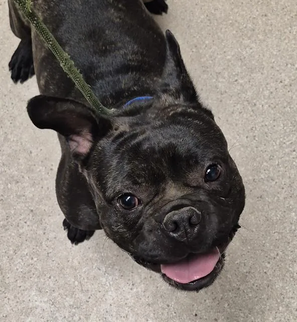 A young medium-sized male French Bulldog dog named Butterball for adoption in Bakersfield, CA