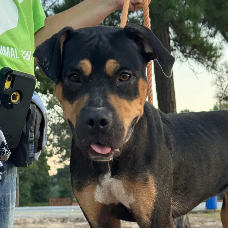 An adult medium-sized female Black Mixed Breed dog named Burta for adoption in Pine Bluff, AR