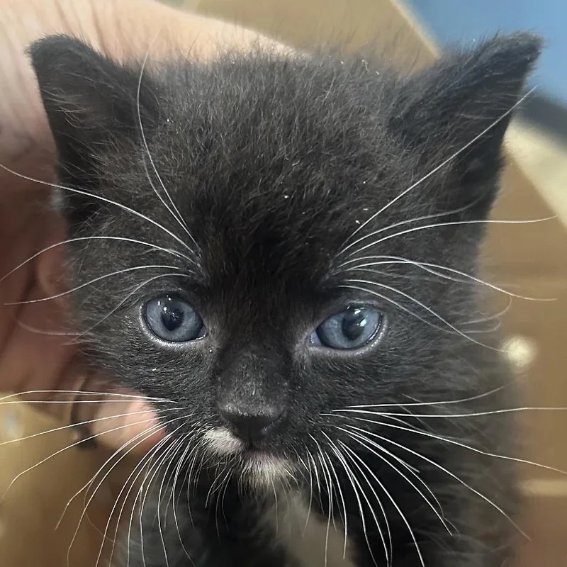 A baby small-sized male Domestic Medium Hair cat named Vermont for adoption in Newark, NJ