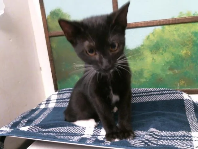A baby small-sized male Domestic Short Hair cat named Alvin for adoption in Houston, TX
