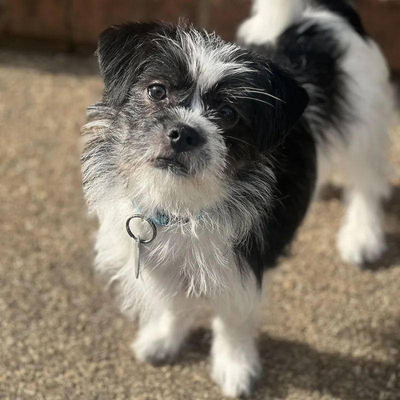 Pickles thumbnail 4