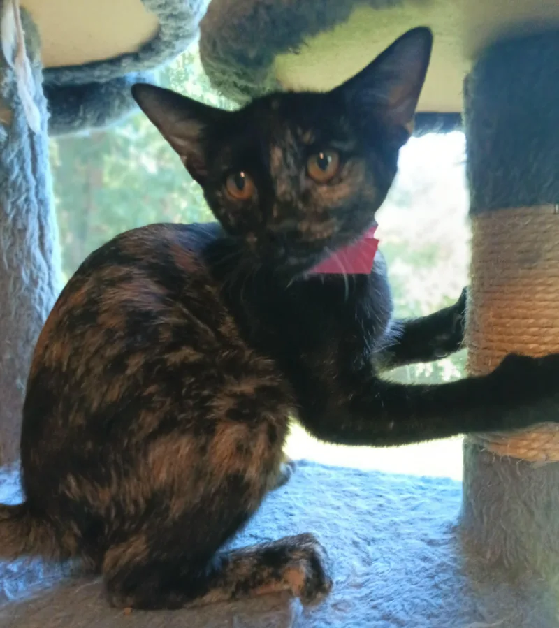 A young medium-sized female Domestic Short Hair cat named Peep for adoption in Franklinville, NJ
