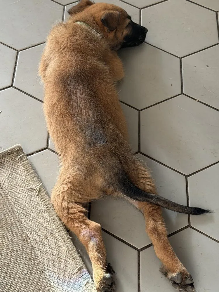 A baby small-sized male Tricolor (Brown, Black, & White) Belgian Shepherd / Malinois dog named Angel Located in California for adoption in Imlay City, MI