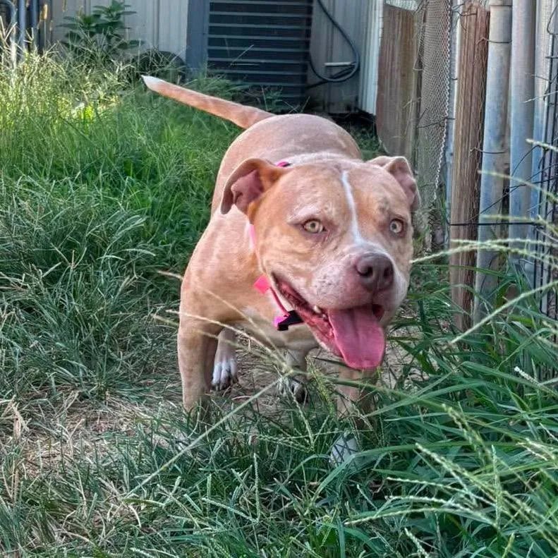 An adult large-sized female Brindle American Bulldog dog named Cleo for adoption in Hackett, AR