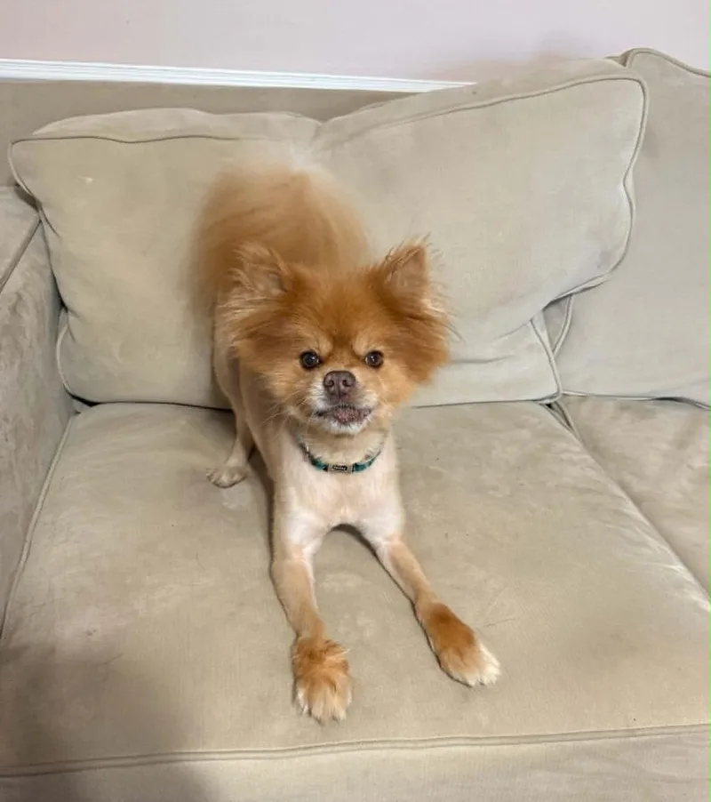 An adult small-sized male Red / Chestnut / Orange Pomeranian dog named Pombon for adoption in Statesboro, GA