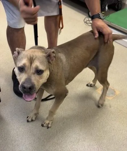 A young medium-sized female Pit Bull Terrier dog named Shasta for adoption in Palm Coast, FL