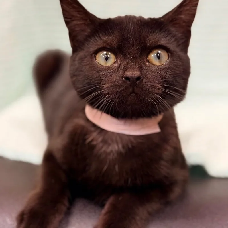 A baby medium-sized male Domestic Short Hair cat named Arlo for adoption in Honeoye, NY