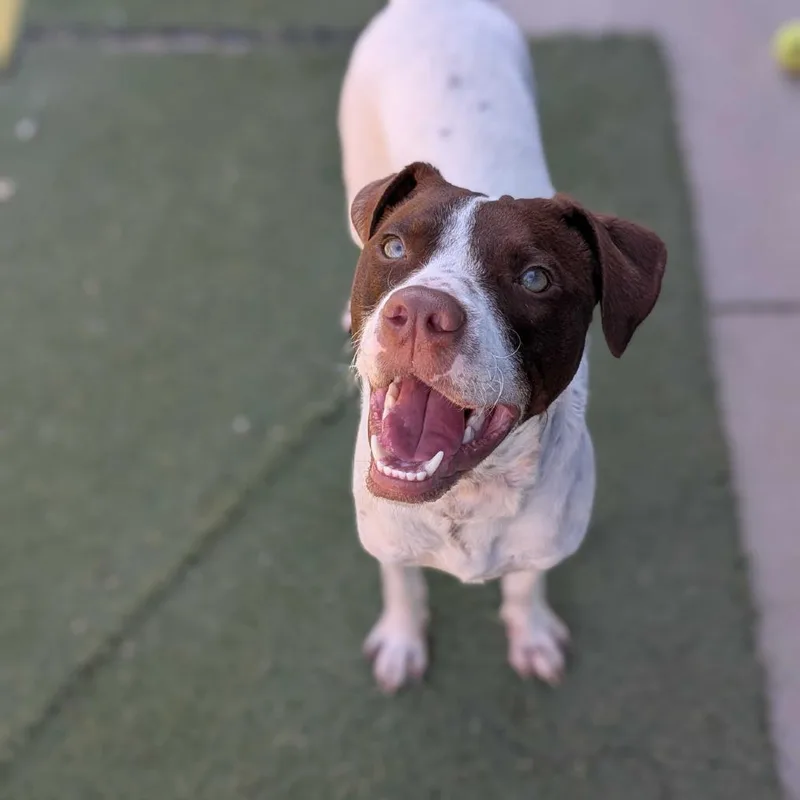 An adult medium-sized male Pointer dog named Sanchez for adoption in Grand Junction, CO