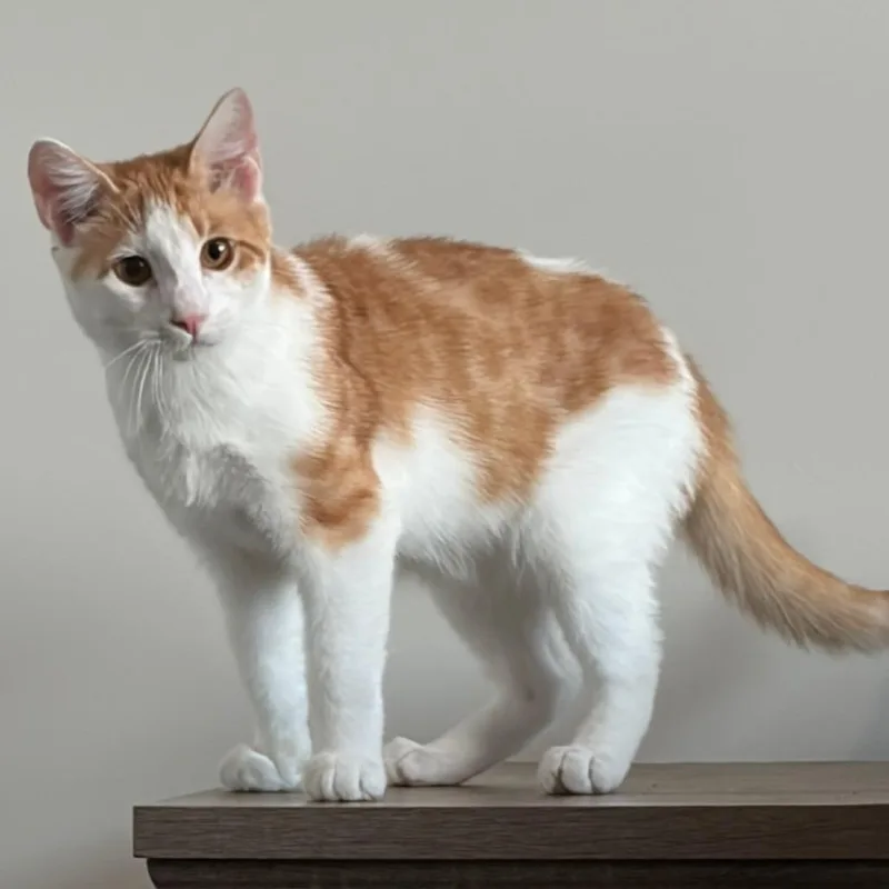 A young small-sized male Domestic Short Hair cat named Aries for adoption in Waxhaw, NC
