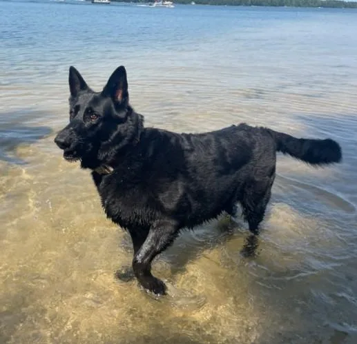 Niisha Courtesy Listed