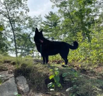 Niisha Courtesy Listed thumbnail 3