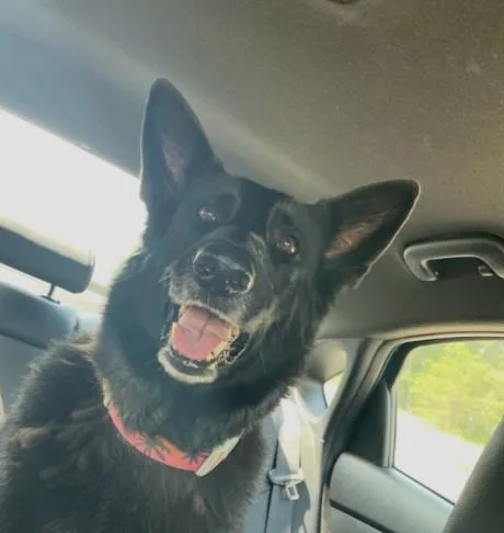 Niisha Courtesy Listed thumbnail 4