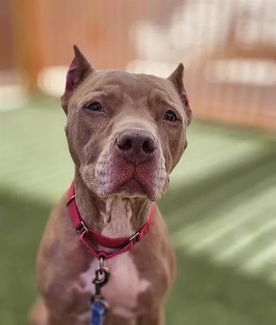 An adult medium-sized female Pit Bull Terrier dog named Angelica for adoption in Las Vegas, NV