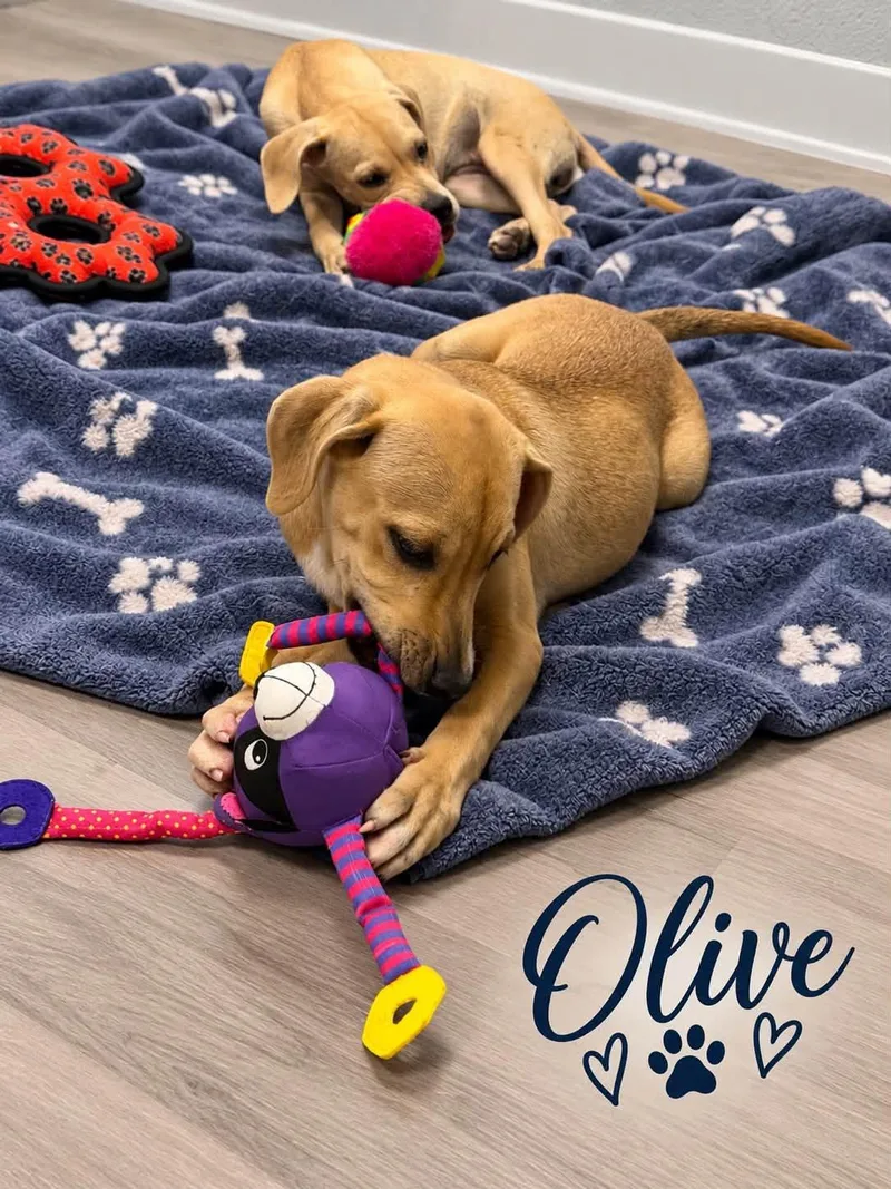 Olive thumbnail 2