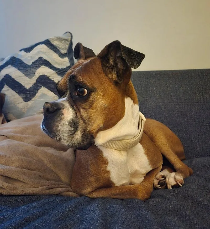 A senior large-sized female Boxer dog named Misty Faye for adoption in Long Island City, NY