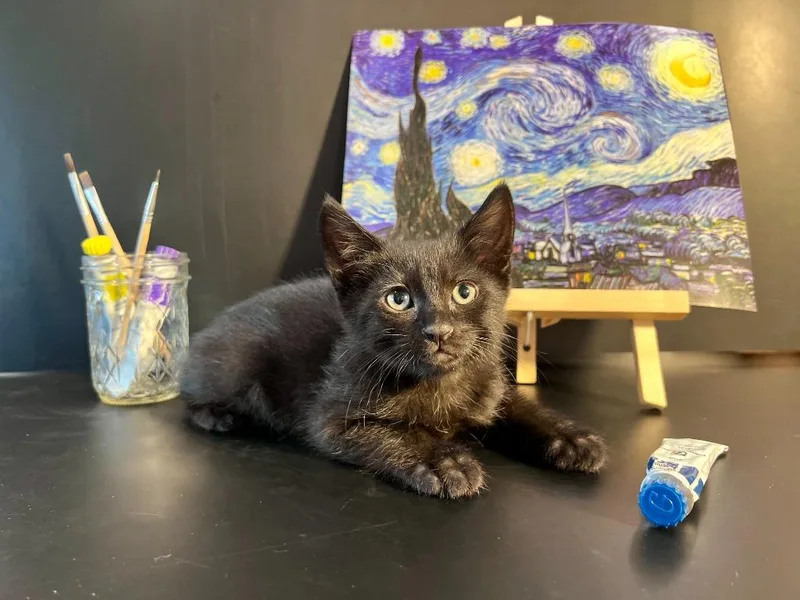 A baby medium-sized male Domestic Short Hair cat named Vincent Cat Gogh for adoption in Vacaville, CA