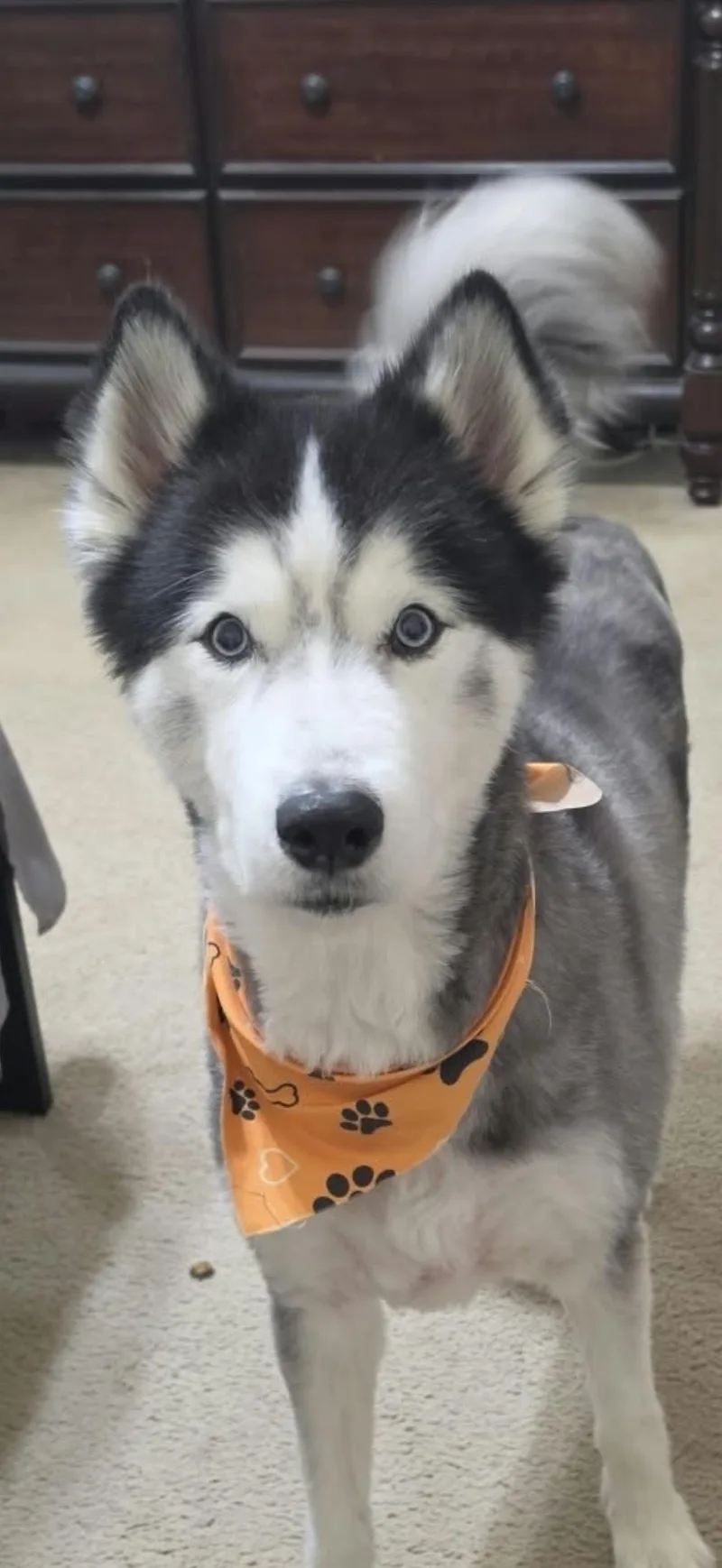 A senior medium-sized male Husky dog named Kane for adoption in Sumter, SC