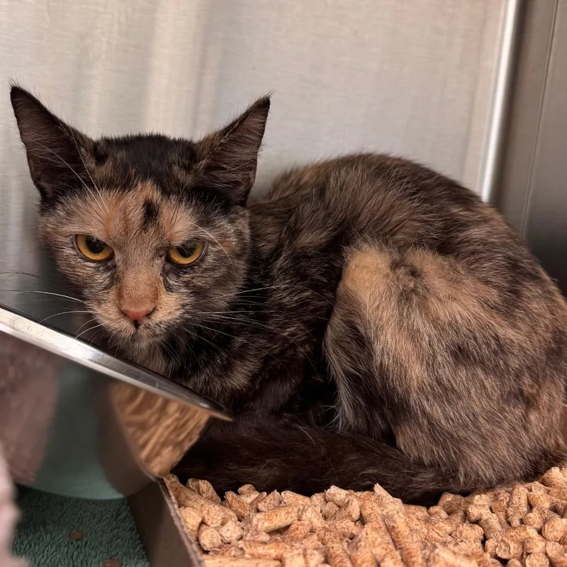 Shrimp Scampi thumbnail 2