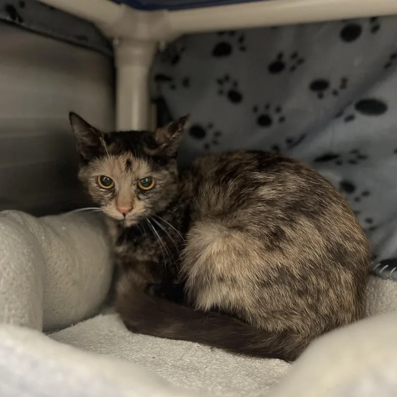 Shrimp Scampi thumbnail 3