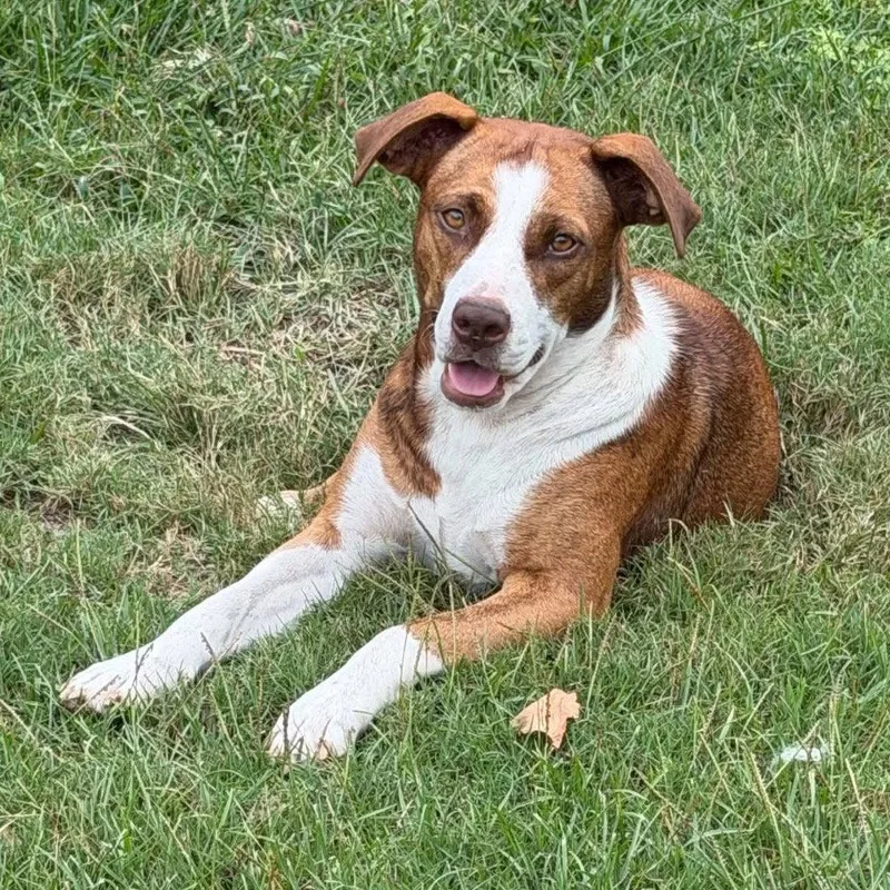 A young medium-sized female Hound dog named Sassie for adoption in Bloomfield, CT