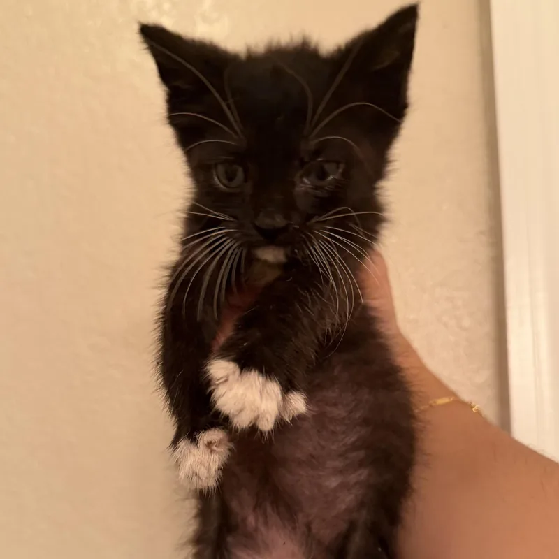 A baby medium-sized male Black & White / Tuxedo Domestic Short Hair cat named Bugs for adoption in Jacksonville, FL