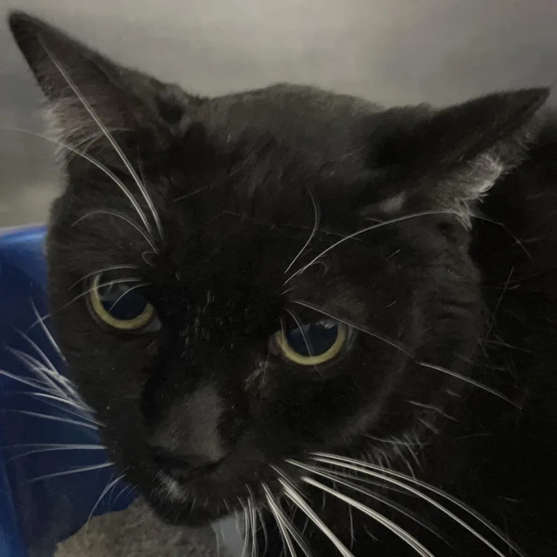 A senior large-sized male Black Domestic Short Hair cat named Tuxedo for adoption in Lakeland, FL