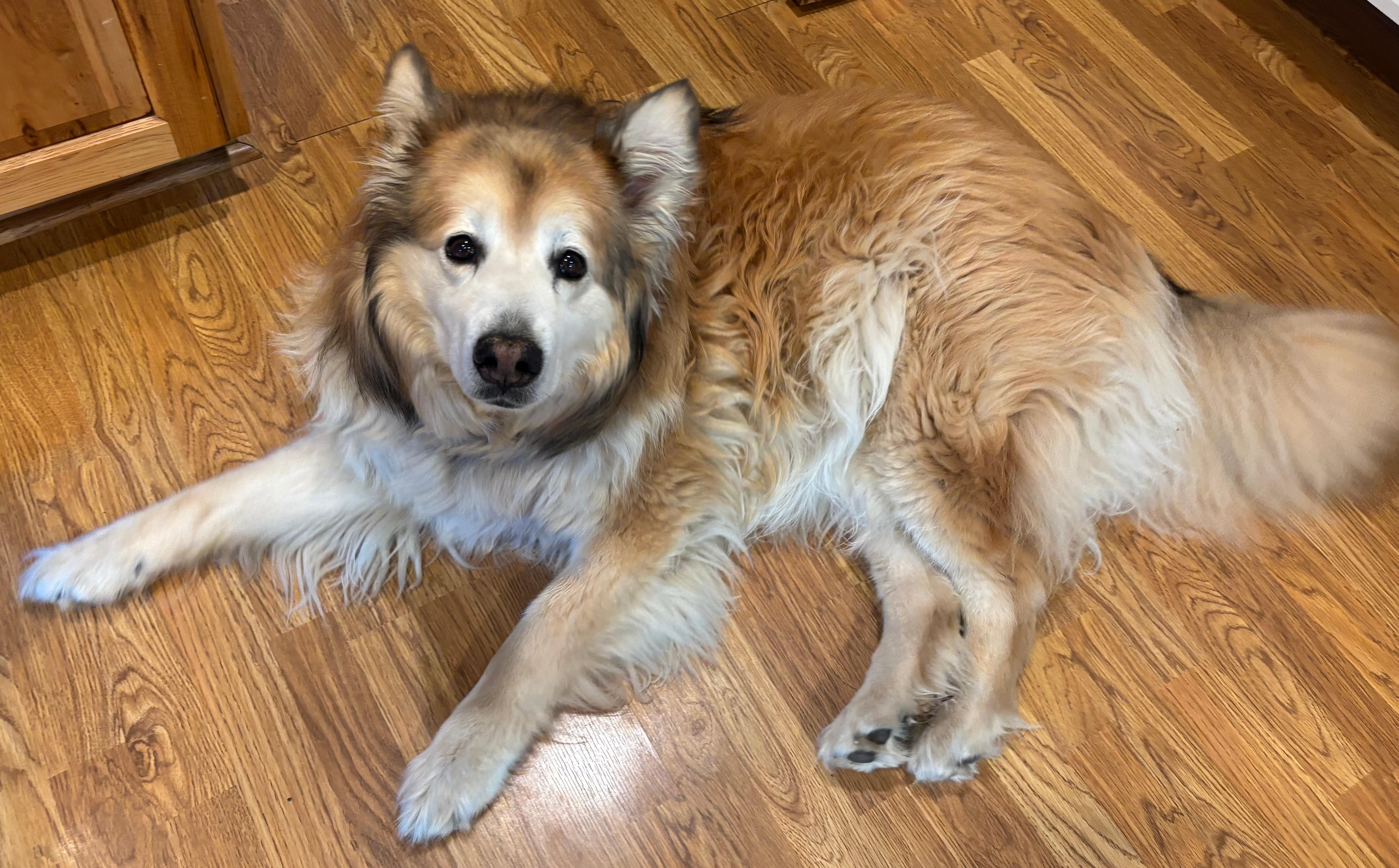 Koda