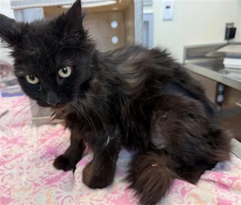 A young small-sized female Domestic Long Hair cat named Monique for adoption in Lancaster, CA
