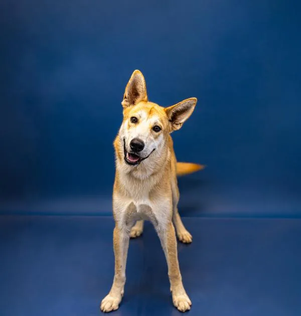 A young large-sized male Shepherd dog named Pen Bean for adoption in Lawrenceville, GA