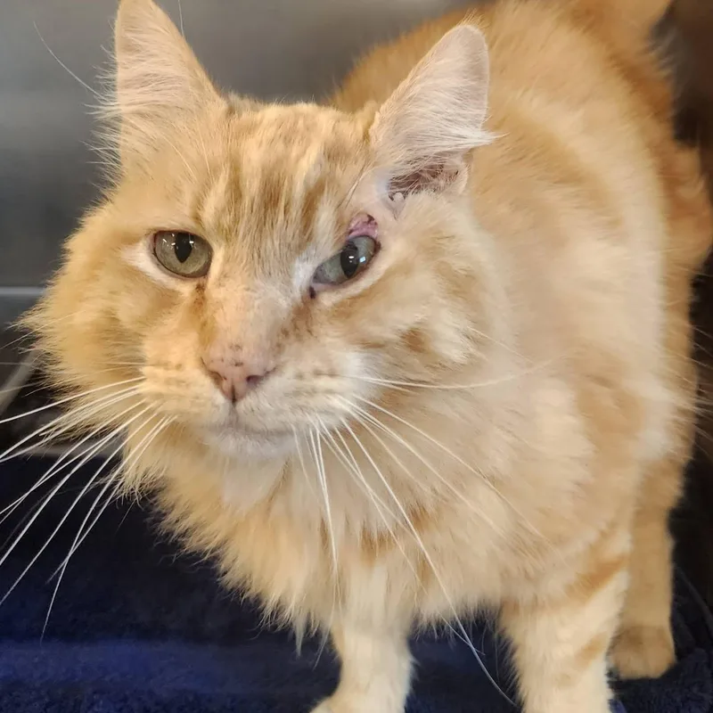An adult large-sized male Domestic Long Hair cat named Gus for adoption in Danville, VA