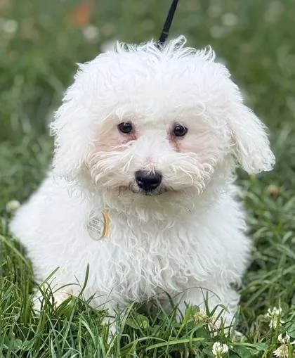 A baby small-sized female Bichon Frise dog named June for adoption in Malvern, PA