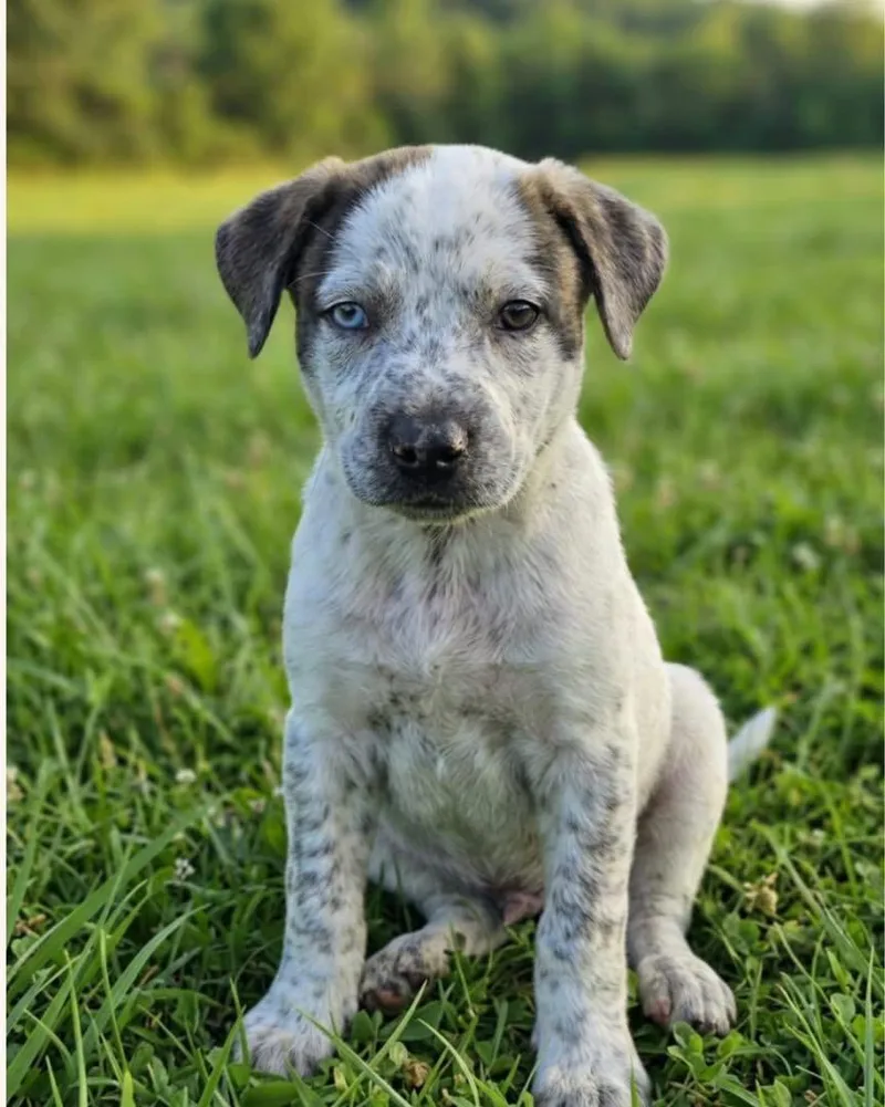 A baby medium-sized male Australian Cattle Dog / Blue Heeler dog named Ranger for adoption in Barnhart, MO