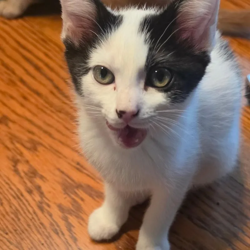 A baby medium-sized female Black & White / Tuxedo Domestic Short Hair cat named Banana for adoption in Warr Acres, OK