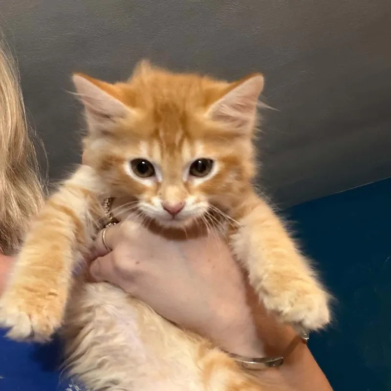 A baby small-sized male Domestic Medium Hair cat named Bunsen for adoption in Edwards, IL