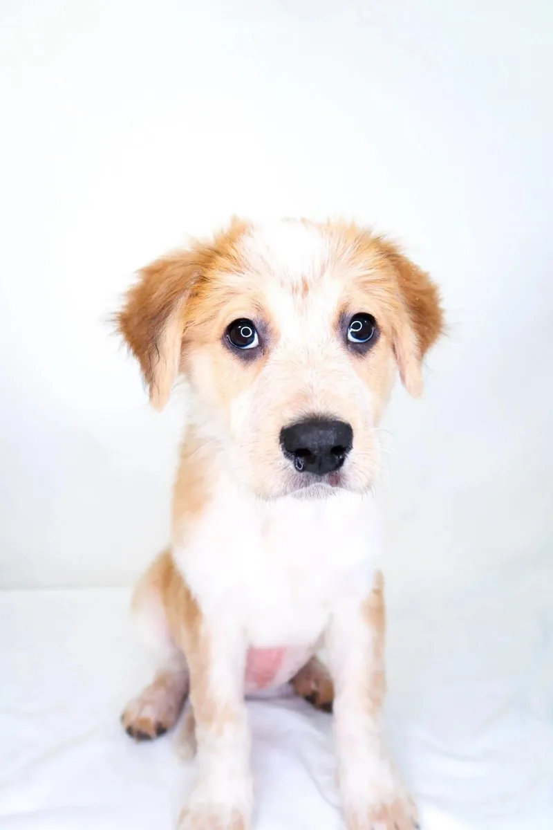 Meredith thumbnail 4