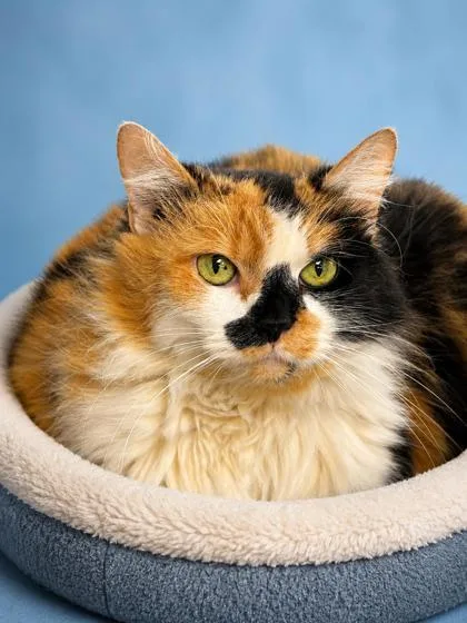A senior large-sized female Domestic Medium Hair cat named Keeter for adoption in Bowling Green, KY