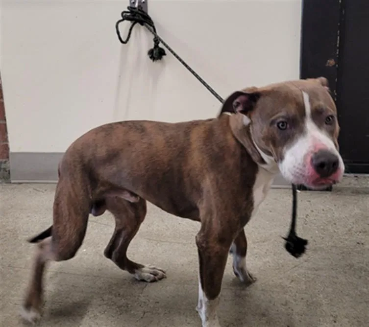 A young large-sized male Pit Bull Terrier dog named Timmy for adoption in Los Angeles, CA