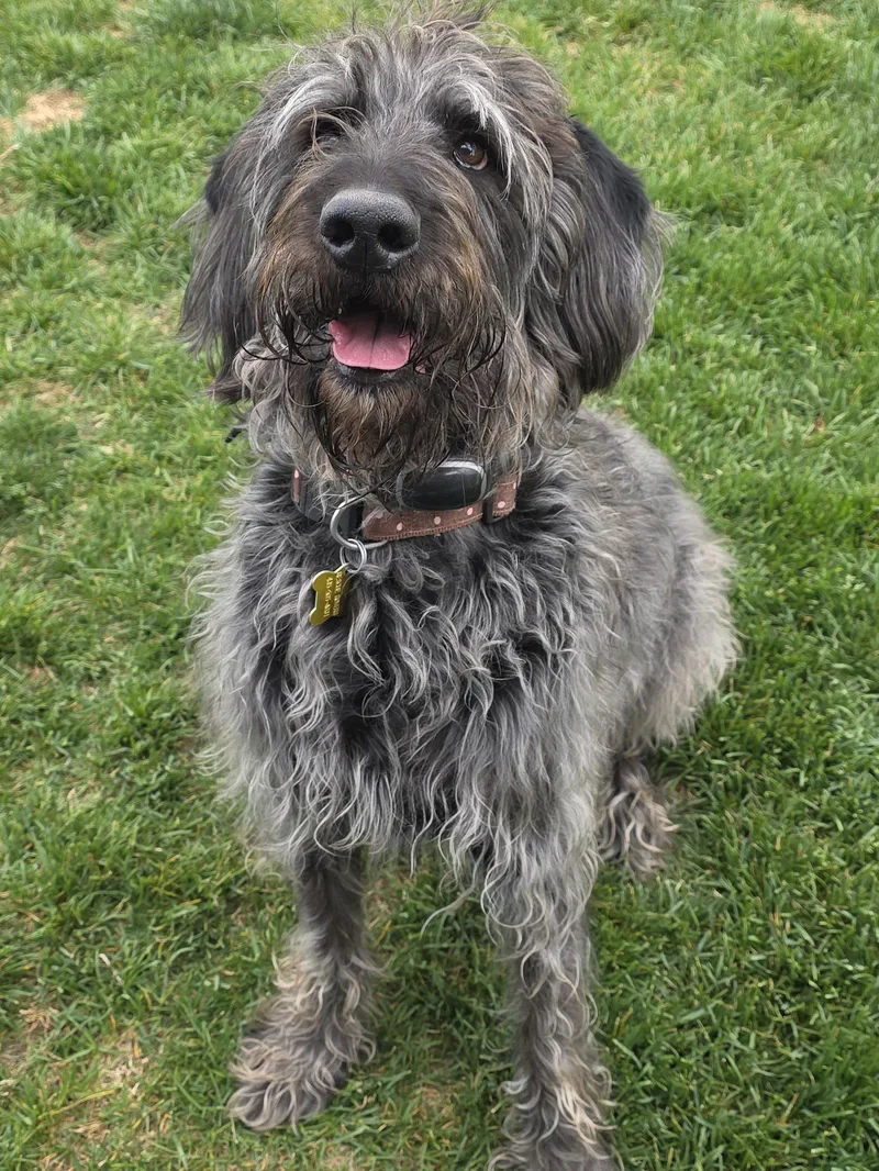 An adult large-sized male Labrador Retriever dog named Dre for adoption in Salt Lake City, UT