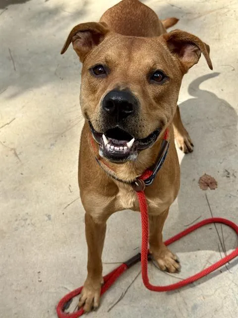 An adult medium-sized male Mixed Breed dog named Swed for adoption in Fort Walton Beach, FL
