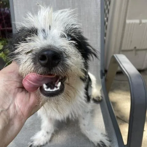 An adult small-sized female Black Terrier dog named Dottie for adoption in Memphis, TN