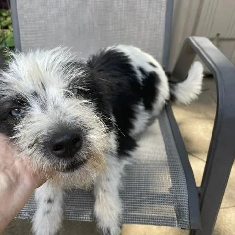 Dottie thumbnail 3