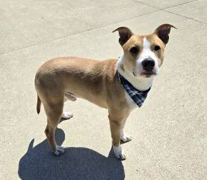 An adult medium-sized male Pit Bull Terrier dog named Chop for adoption in Bucyrus, OH